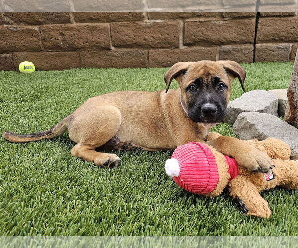 Medium Photo #2 German Shepherd Dog-Unknown Mix Puppy For Sale in Mission Viejo, CA, USA