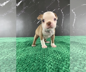 Medium Boston Terrier