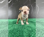 Puppy Merry AKC Boston Terrier