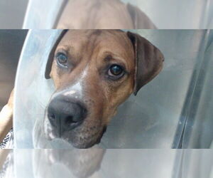 Boxer-Unknown Mix Dogs for adoption in Downey, CA, USA