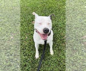 Pocco- Personality plus - Male Mutt Dog for Adoption - Photo #4
