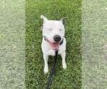 Small Photo #4 Mutt Puppy For Sale in Oakhurst, NJ, USA