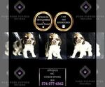 Small Photo #116 Cocker Spaniel Puppy For Sale in WARSAW, IN, USA