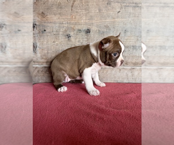 Medium Photo #13 Boston Terrier Puppy For Sale in VERMONTVILLE, MI, USA