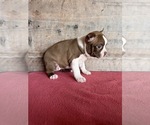 Small #12 Boston Terrier