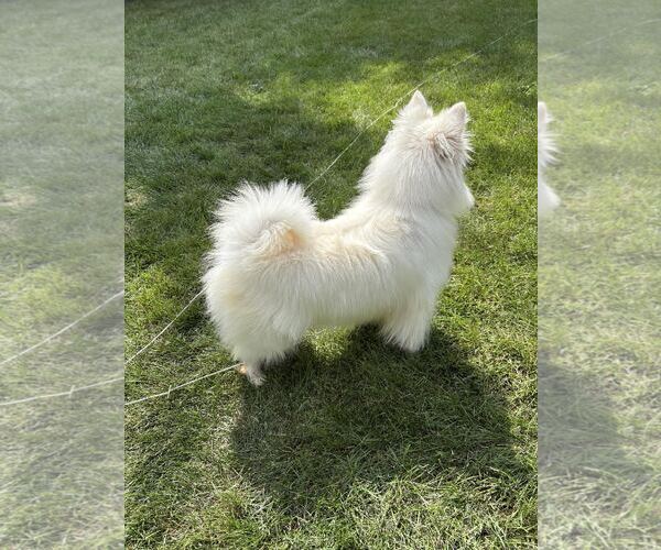 Medium Photo #4 American Eskimo Dog Puppy For Sale in Pikesville, MD, USA