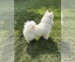 Small #3 American Eskimo Dog