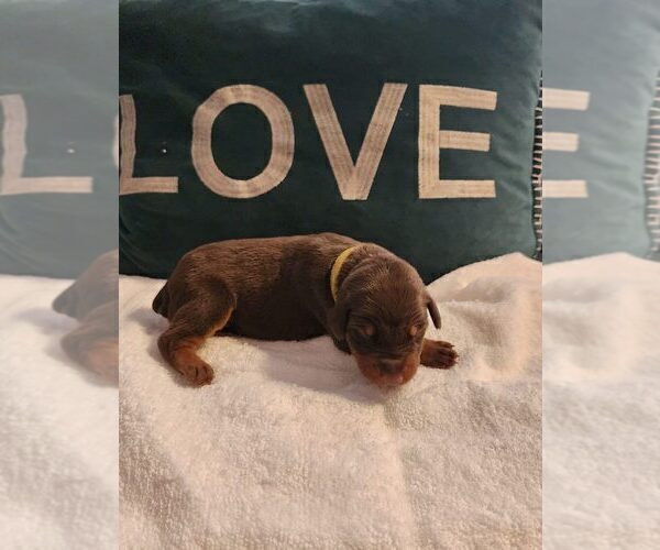 Medium Photo #4 Doberman Pinscher Puppy For Sale in CORAL SPRINGS, FL, USA