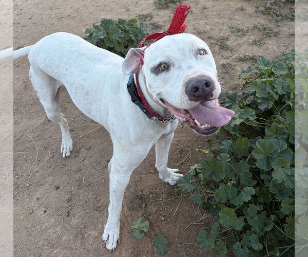 Medium Photo #5 Bulldog-Staffordshire Bull Terrier Mix Puppy For Sale in Chandler, AZ, USA