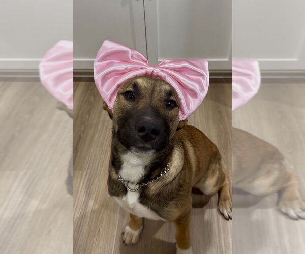 Medium Photo #4 Mutt Puppy For Sale in Mooresville, NC, USA