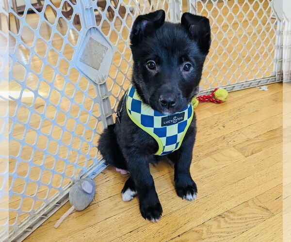 Medium Photo #8 Gerberian Shepsky Puppy For Sale in Princeton, MN, USA