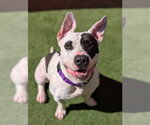 Small #4 Bull Terrier Mix