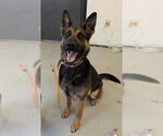 Small #1 German Shepherd Dog