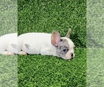 Small Photo #47 French Bulldog Puppy For Sale in JACKSONVILLE, FL, USA