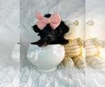 Small #8 Poodle (Toy)