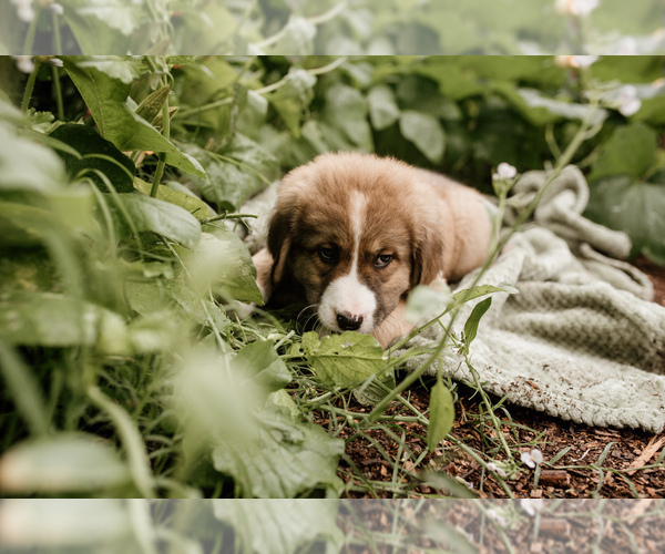 Medium Photo #8 Bernese Mountain Dog-Caucasian Shepherd Dog Mix Puppy For Sale in STEVENS, PA, USA