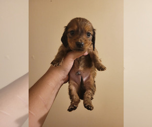 Medium Dachshund