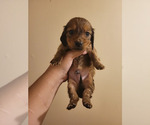 Puppy Male 2 Frappe Dachshund