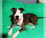 Small #1 American Pit Bull Terrier