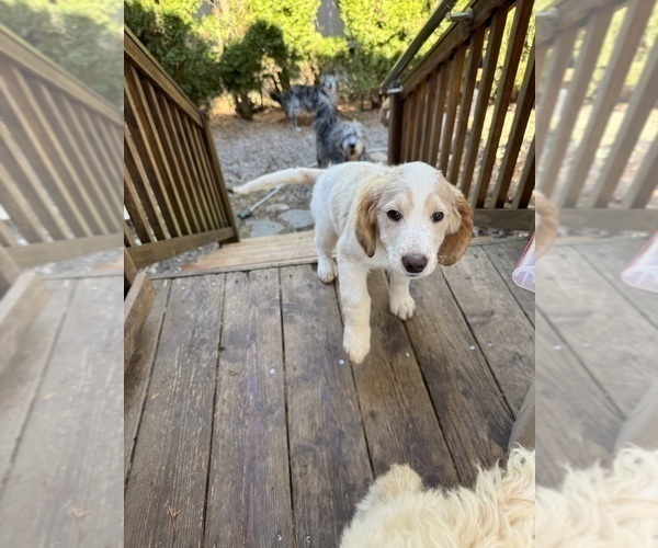 Medium Photo #44 Aussie-Poo-Goldendoodle Mix Puppy For Sale in COMMERCE, MI, USA