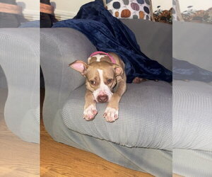 Macy May - Female American Staffordshire Terrier-Unknown Mix Dog for Adoption - Photo #5