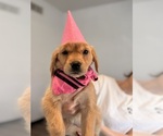 Puppy Puppy 1 Pink Golden Retriever