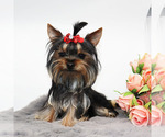 Small #3 Yorkshire Terrier