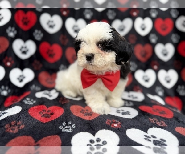 Medium Photo #7 Zuchon Puppy For Sale in LAKELAND, FL, USA