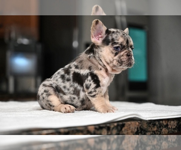 Medium Photo #2 French Bulldog Puppy For Sale in DECATUR, GA, USA