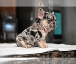 Small #1 French Bulldog