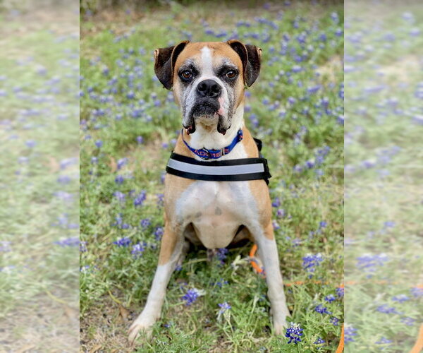 Medium Photo #9 Boxer Puppy For Sale in Austin, TX, USA