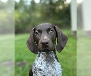 German Shorthaired Pointer Dogs for adoption in PUYALLUP, WA, USA