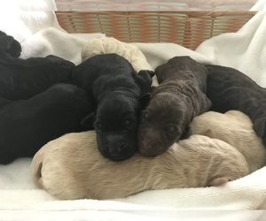 Labradoodle Puppy for sale in DAVENPORT, FL, USA