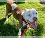 Small #1 American Pit Bull Terrier