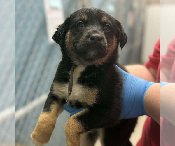 Medium Photo #1 German Shepherd Dog-Unknown Mix Puppy For Sale in Bristol, CT, USA