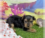 Small #3 Yorkshire Terrier