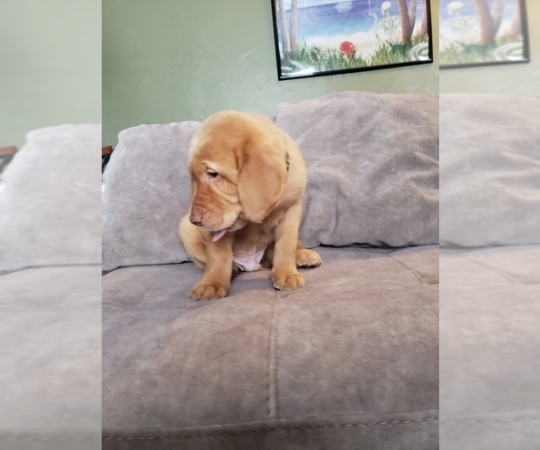 Medium Photo #12 Labrador Retriever Puppy For Sale in NEENAH, WI, USA