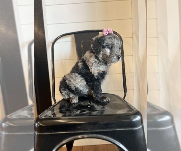 Medium Photo #5 Aussiedoodle Miniature  Puppy For Sale in ODIN, IL, USA