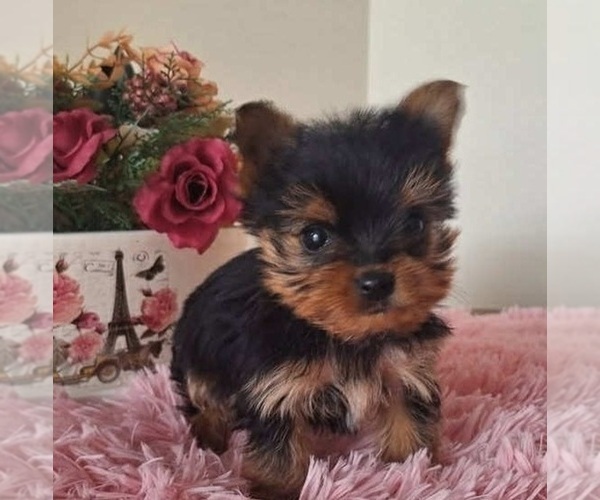 Medium Photo #1 Yorkshire Terrier Puppy For Sale in MABLETON, GA, USA