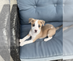 Small #1 Australian Shepherd Mix