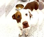 Small #1 Mutt