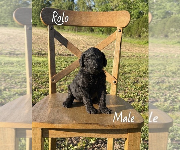 Medium Photo #5 Goldendoodle Puppy For Sale in MEDORA, IN, USA