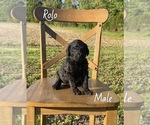 Small #4 Goldendoodle