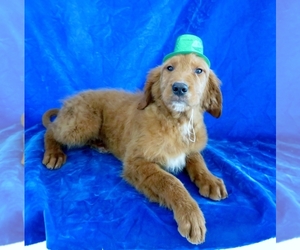 Goldendoodle Puppy for sale in NORWOOD, MO, USA