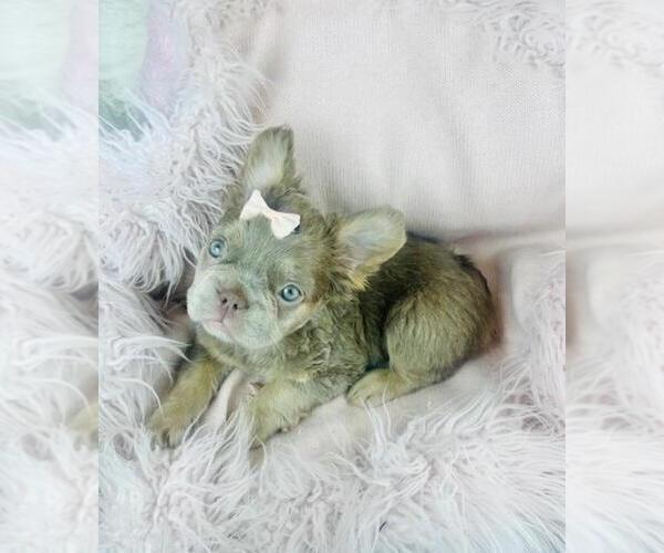 Medium Photo #5 French Bulldog Puppy For Sale in PEMBROKE PINES, FL, USA