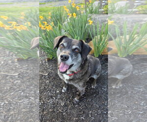 Ollie (Noah) Alabama - Male Beagle-Unknown Mix Dog for Adoption - Photo #6