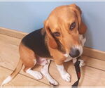 Small #5 Beagle