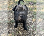 Small Photo #2 Chinese Shar-Pei Puppy For Sale in AUSTIN, TX, USA