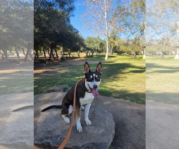 Medium Photo #2 Australian Kelpie-Unknown Mix Puppy For Sale in Escondido, CA, USA