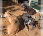 Small #10 American Pit Bull Terrier